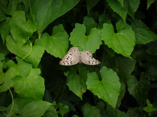 White and Black Butterfly on Green Leaves