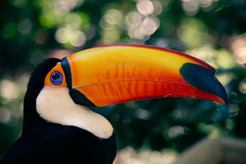 Close-up Photo of a Toco Taucan Bird