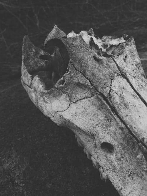 Free  Grayscale Photography of a Skull Stock Photo