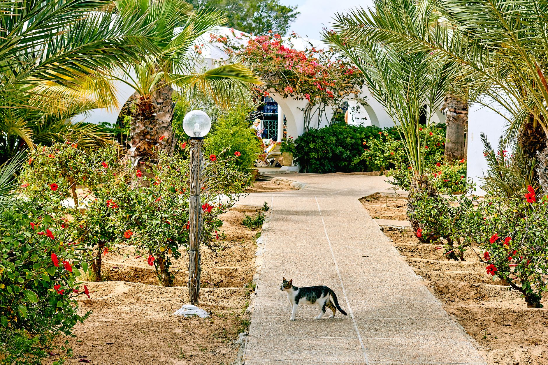 A peaceful garden scene with palm trees, vibrant flowers, and a curious cat on a sunny day.