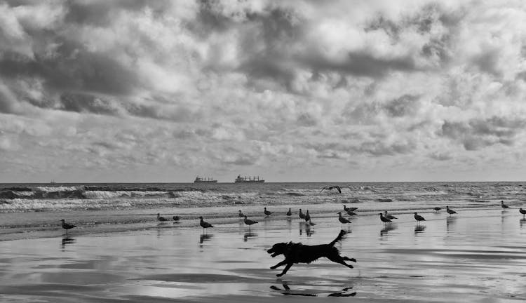 A Silhouette Of Dog Running On Seashore