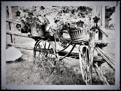 Free stock photo of flower bicycle