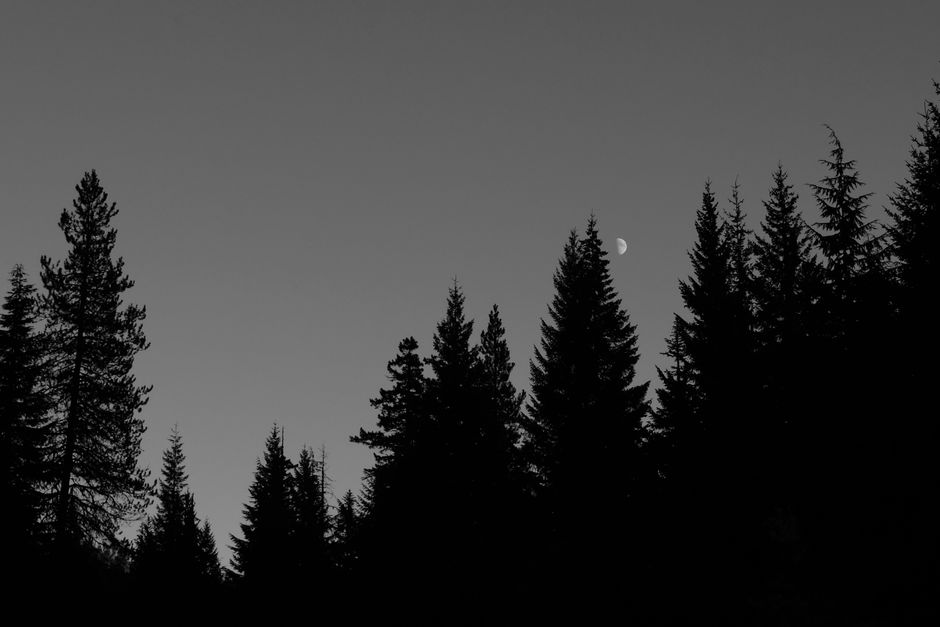 Black and white image of conifer trees silhouetted against a clear night sky with moon.