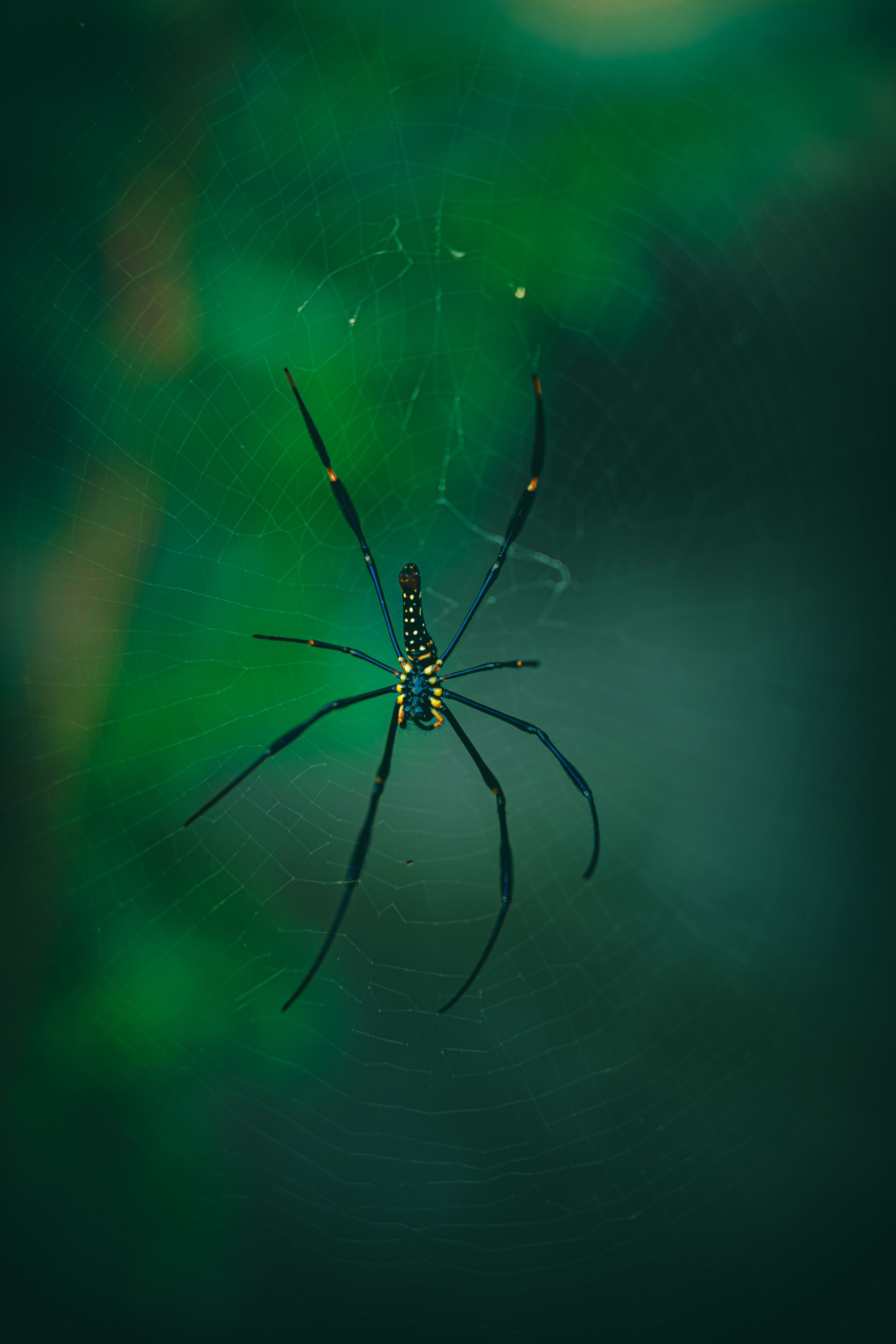A detailed view of a spider on its web with a lush green backdrop, showcasing natural beauty.