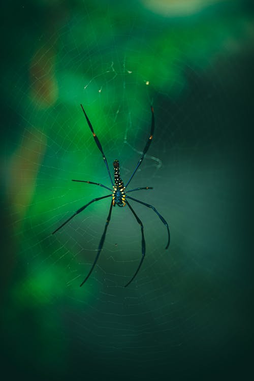 Δωρεάν στοκ φωτογραφιών με άγρια φύση, αράχνη, αραχνοειδές έντομο