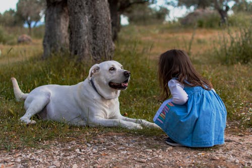 A Girl Sitting in Front of a White Big Short Coated Dog
