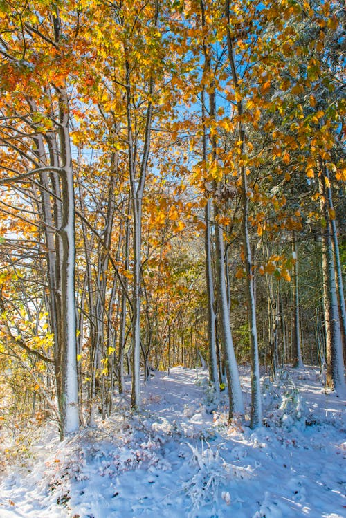 Immagine gratuita di alberi, congelando, esterno
