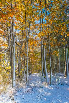Snow-covered forest floor with vibrant autumn leaves in Southborough, MA.