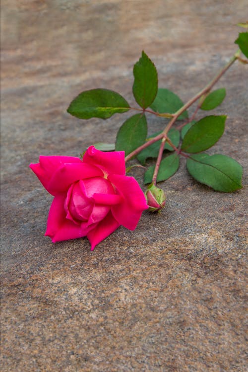 Foto stok gratis berwarna merah muda, cinta, mawar