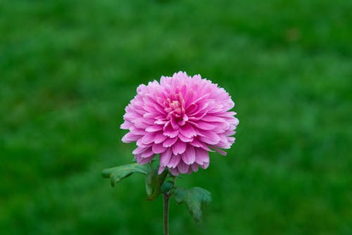 Бесплатное стоковое фото с георгина, крупный план, розовый цветок