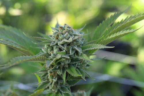 Gratis lagerfoto af blade, blomst, cannabis