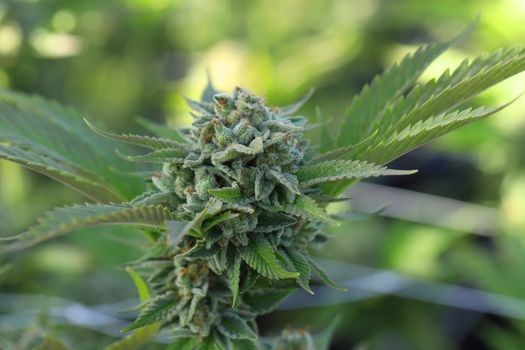 Detailed view of a cannabis bud with green leaves basking in sunlight, showcasing natural beauty.