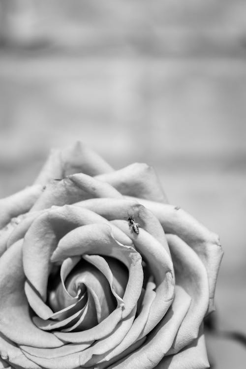 單色, 小蟲, 玫瑰 的 免费素材图片