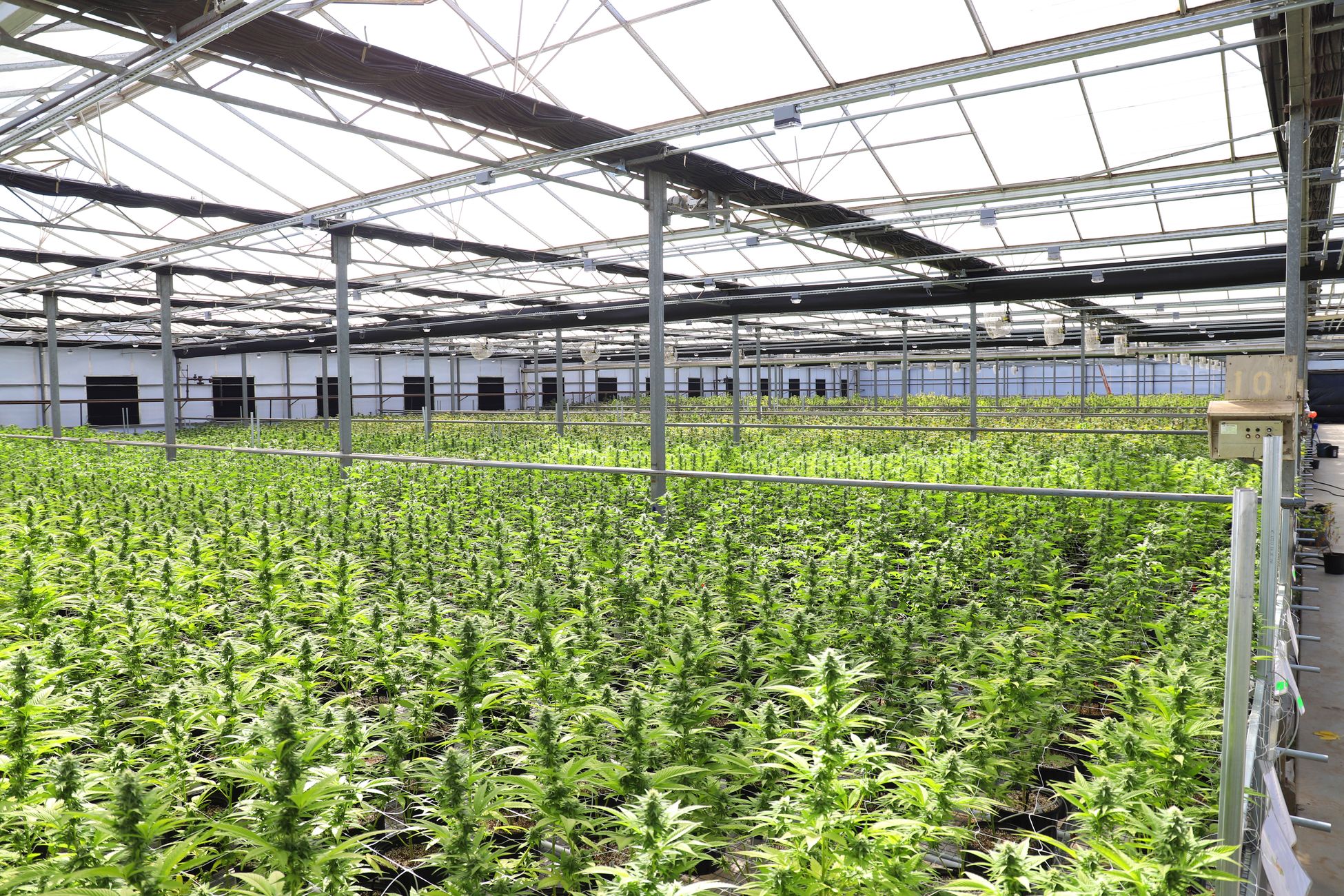 Philip Morris verkent nieuwe markten zoals marihuana