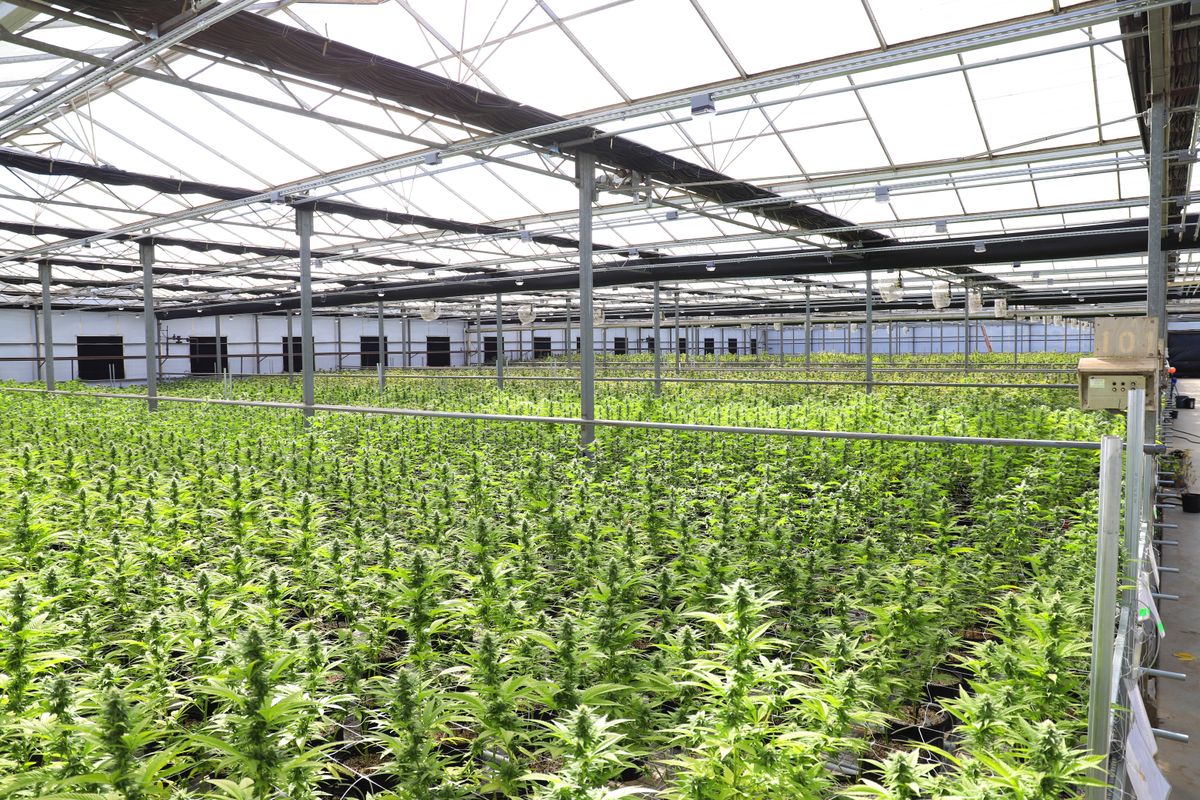 pH y EC: por qué son las dos variables que más importan en cultivo