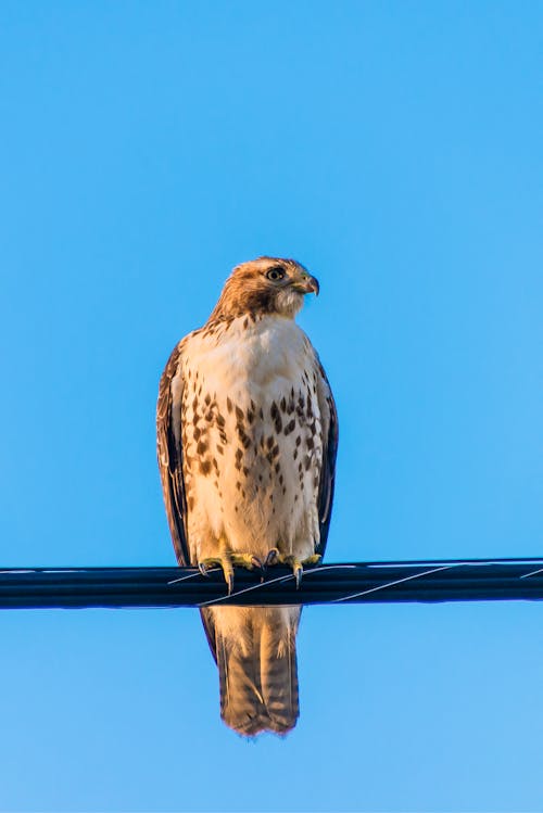 Close Up Photo of Hawk Perched on Black Wires