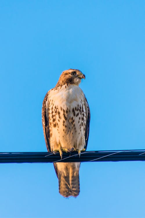 Foto stok gratis bertengger, burung, fotografi burung