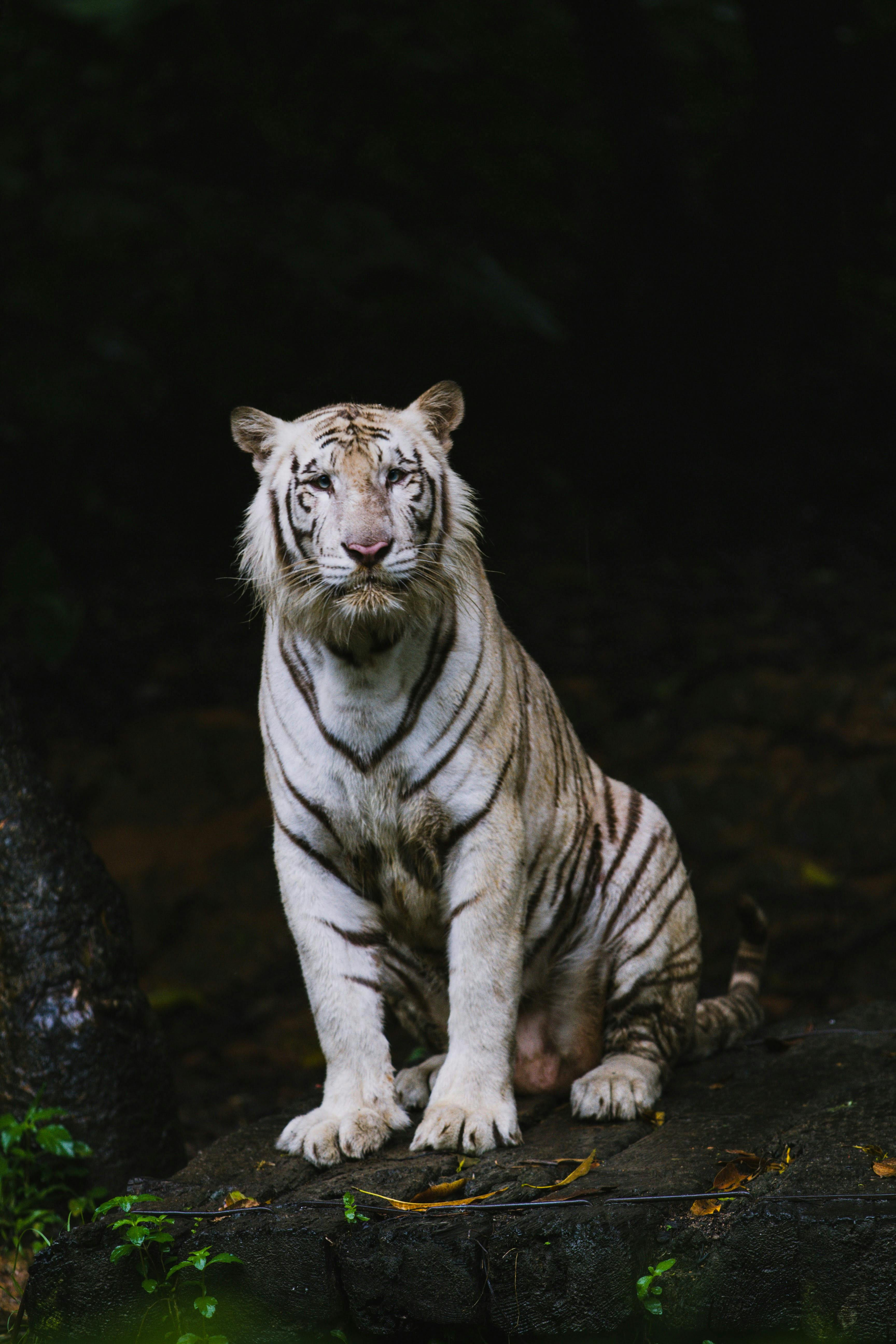 Premium Photo  Tiger portrait beautiful strong tiger on black background