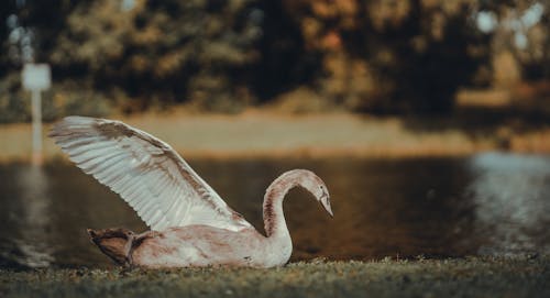 Free White Swan On Green Grass Stock Photo
