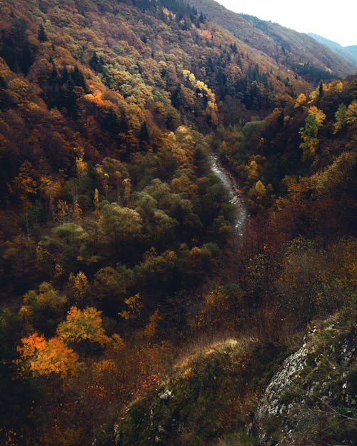 Autumn Colors of Trees in the Mountain Forest
