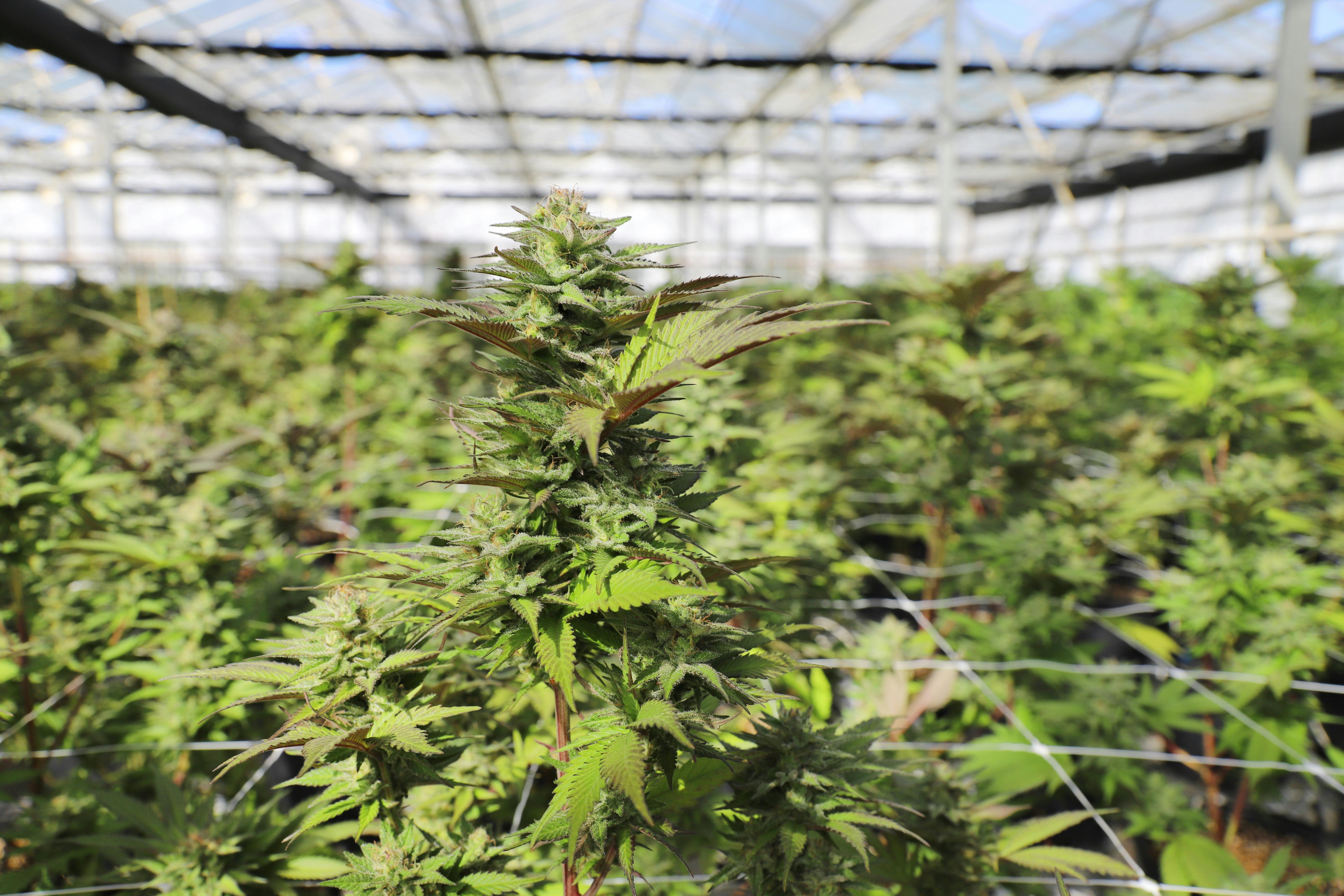 Greenhouse containing cannabis plants