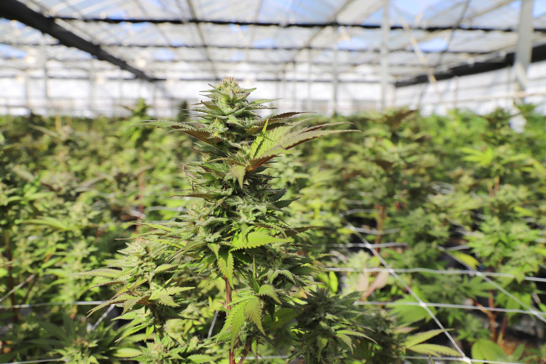 Hemp vs. Cannabis: Understanding the Key Differences for Indian Consumers