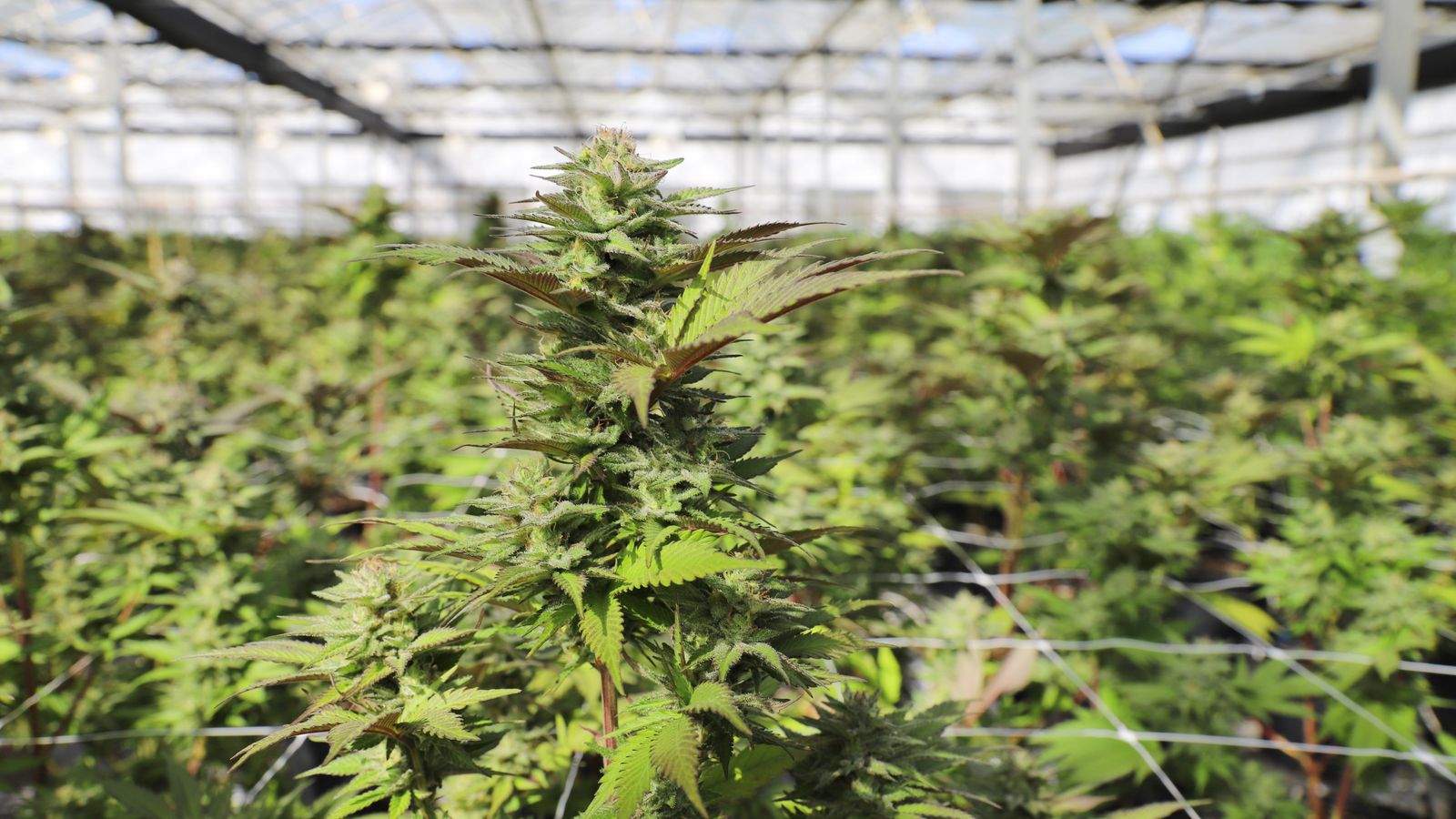 Close-up view of cannabis plants thriving in a sunlit greenhouse in Salinas, showcasing lush greenery.