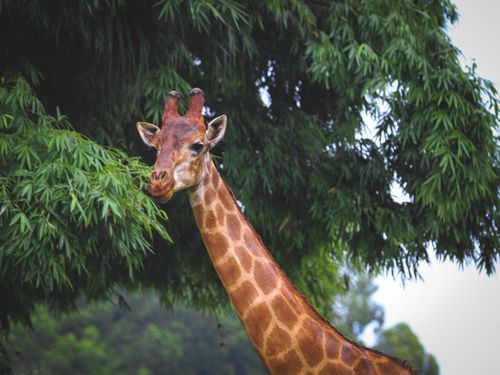 Free Giraffe with long neck and short hairy horns eating greenery tree while looking at camera in zoo Stock Photo