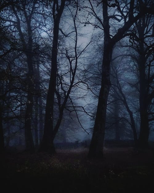 Leafless Trees in the Forest on a Foggy Day