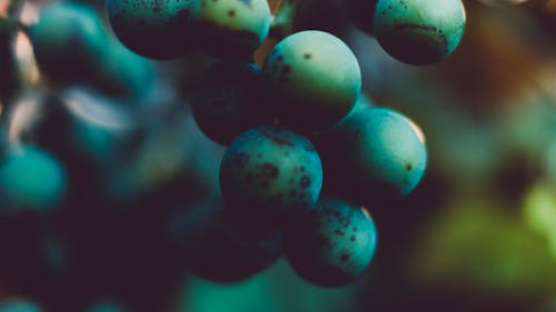 免费 圆形绿色水果簇的弱光摄影 素材图片