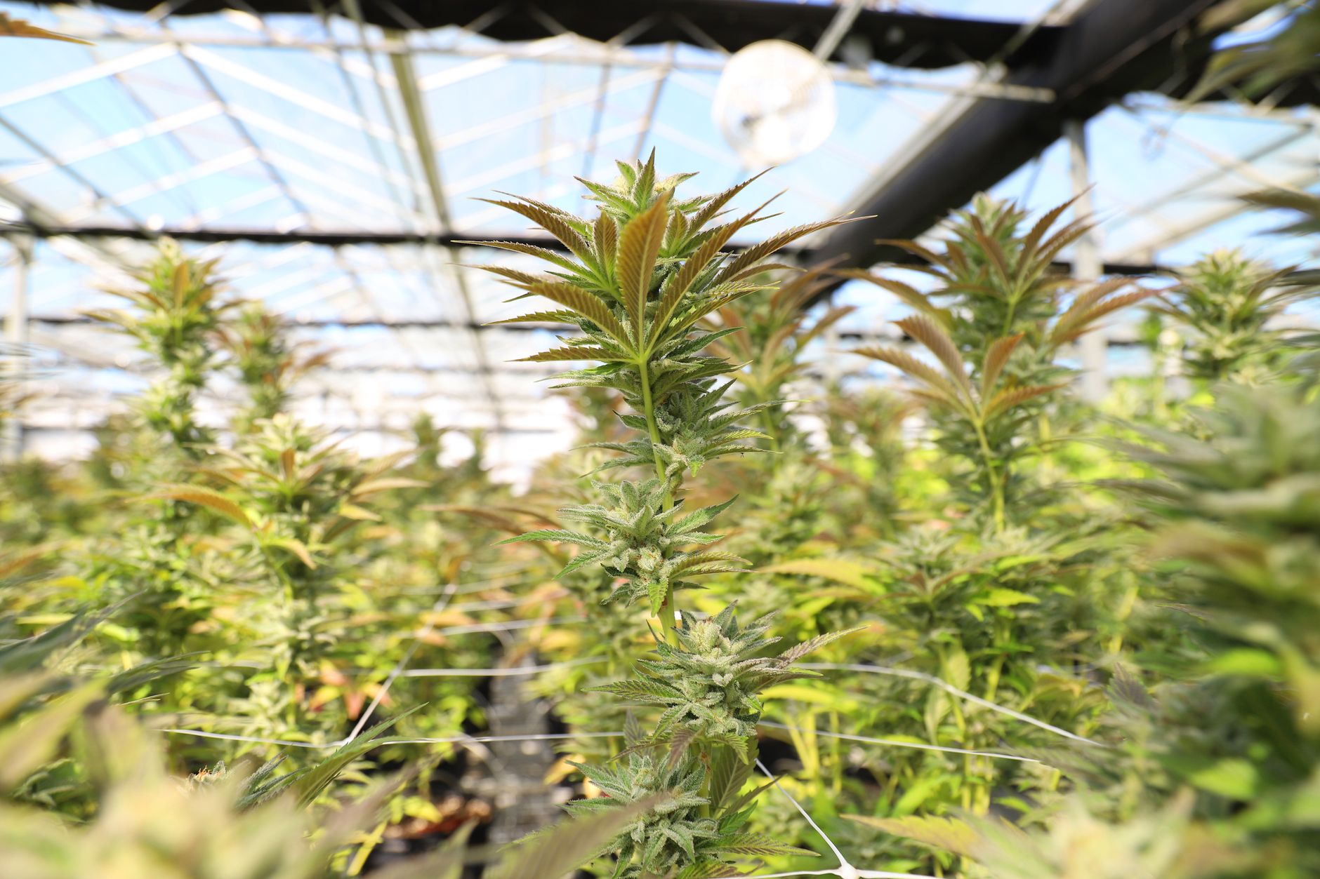 Cannabis as Economic Diversification Beyond Gaming