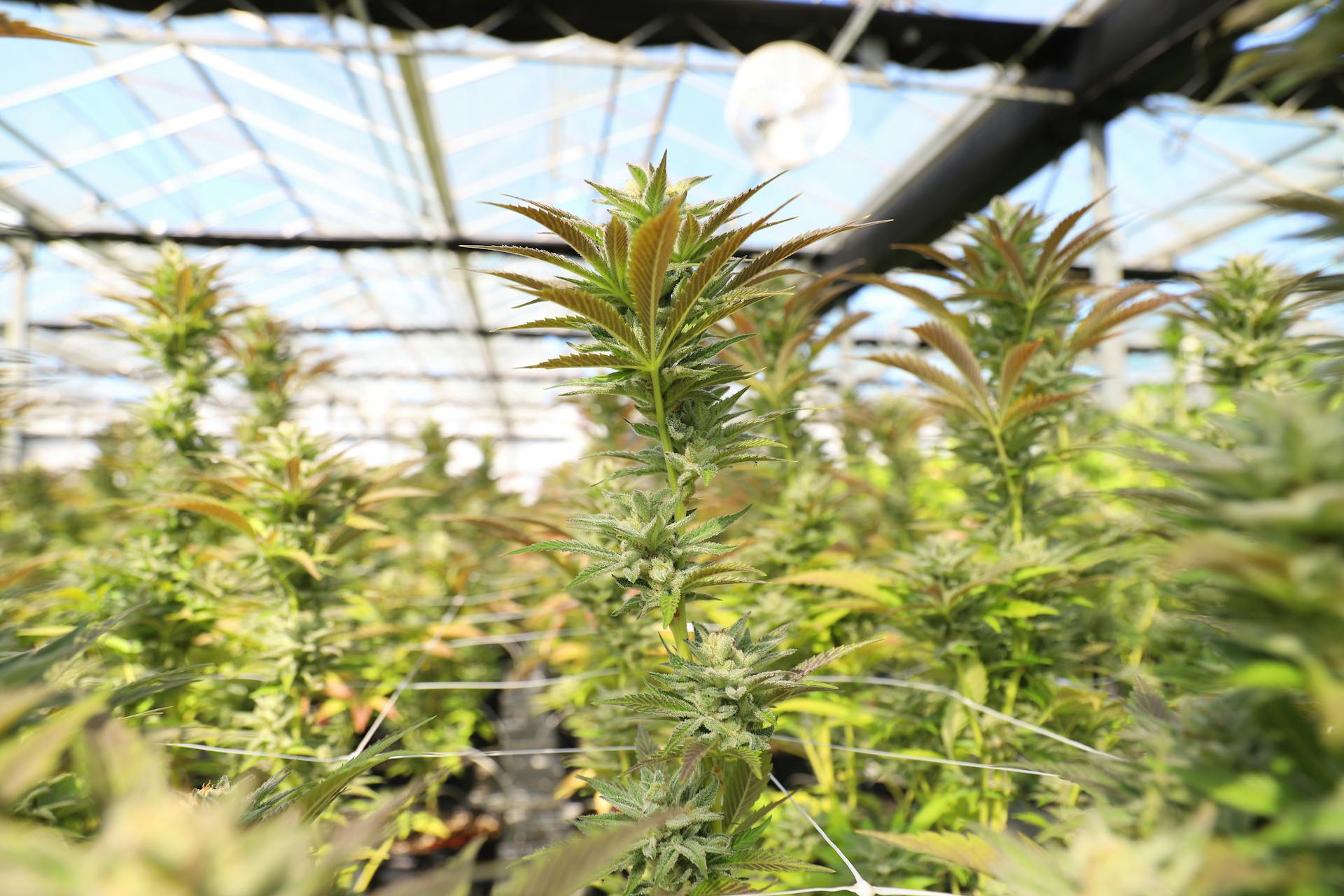 Green foliage of cannabis plants thriving in a well-lit greenhouse in Salinas, California.