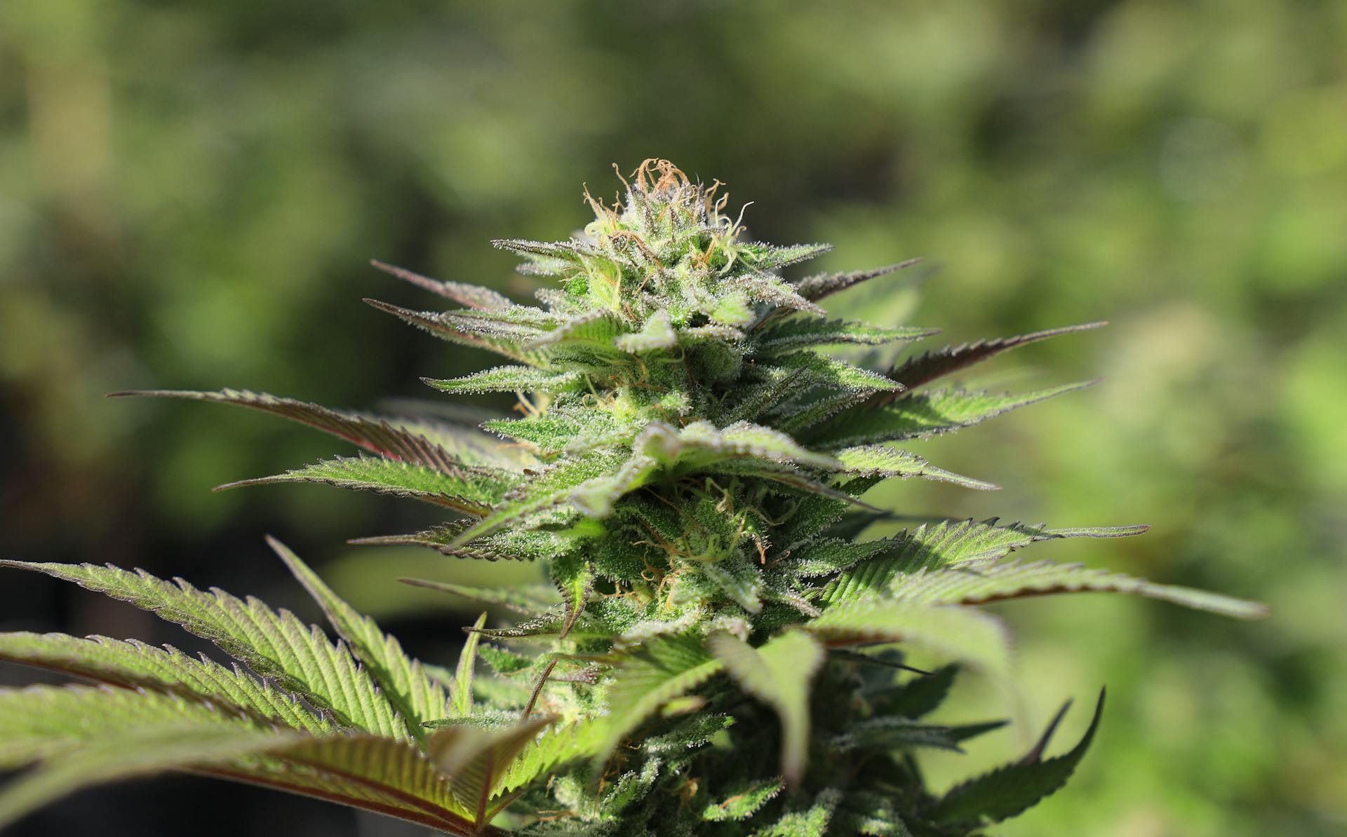 Detailed view of a cannabis plant in an outdoor setting, showcasing its vibrant green hues and intricate structure.