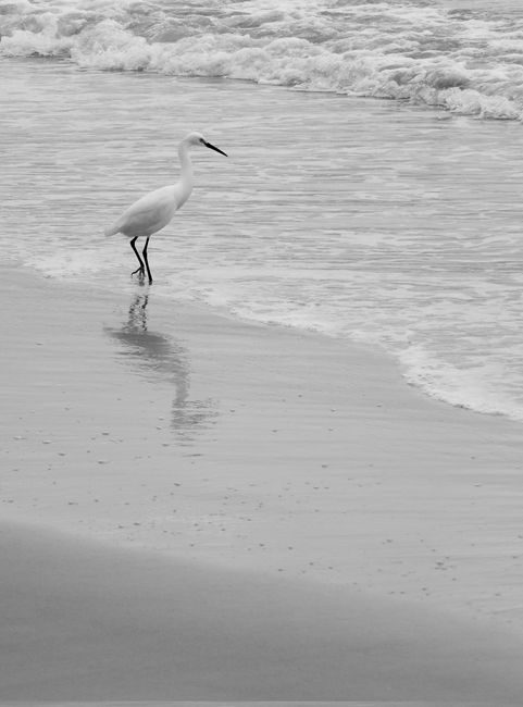 A serene black and white photo of an egret walking along a quiet beach shore with gentle waves.