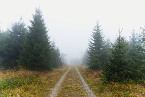 Unpaved Pathway Between Green Grass and Trees Covered With Fog