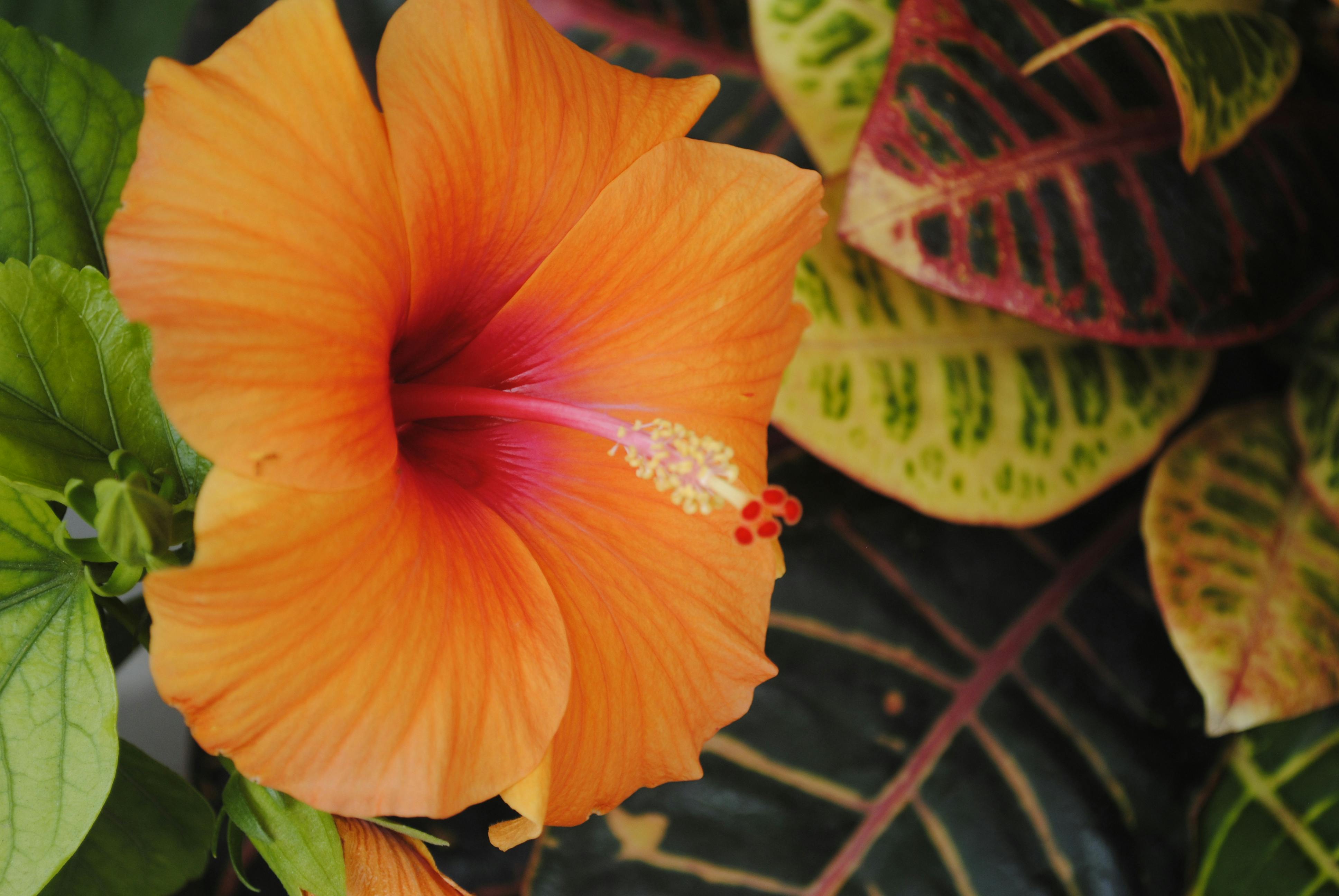 Free stock photo of beautiful flowers, greenery, relaxing