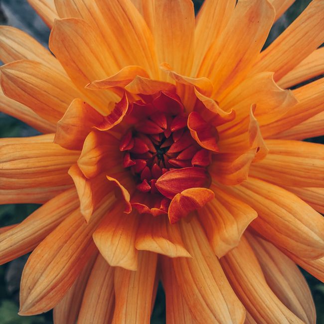 Detailed macro shot of a vibrant orange dahlia flower showcasing petals and intricate details.
