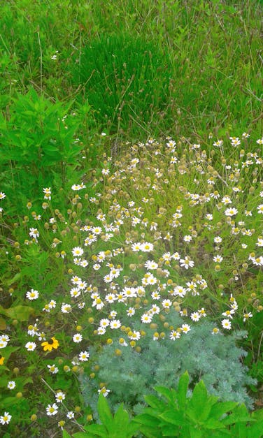 Free stock photo of awsome nature, white flowers