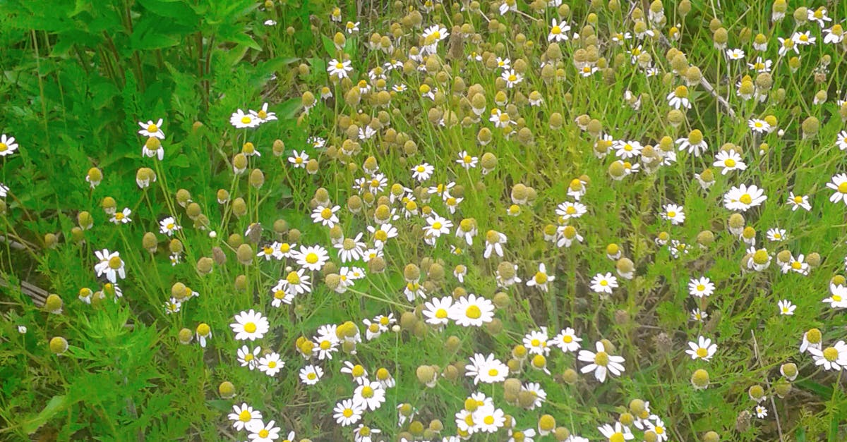 Free stock photo of awsome nature, white flowers