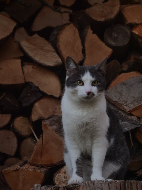 Free White and Black Cat Sitting Beside Firewood Stock Photo