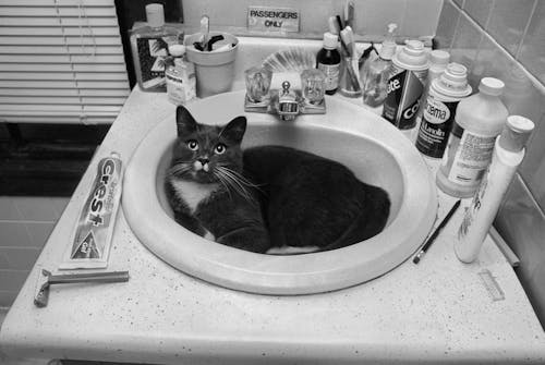 Adorable Cat resting on a Sink