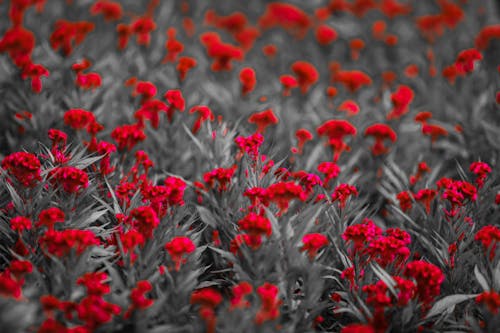 Selektive Farbfotografie Von Blumen
