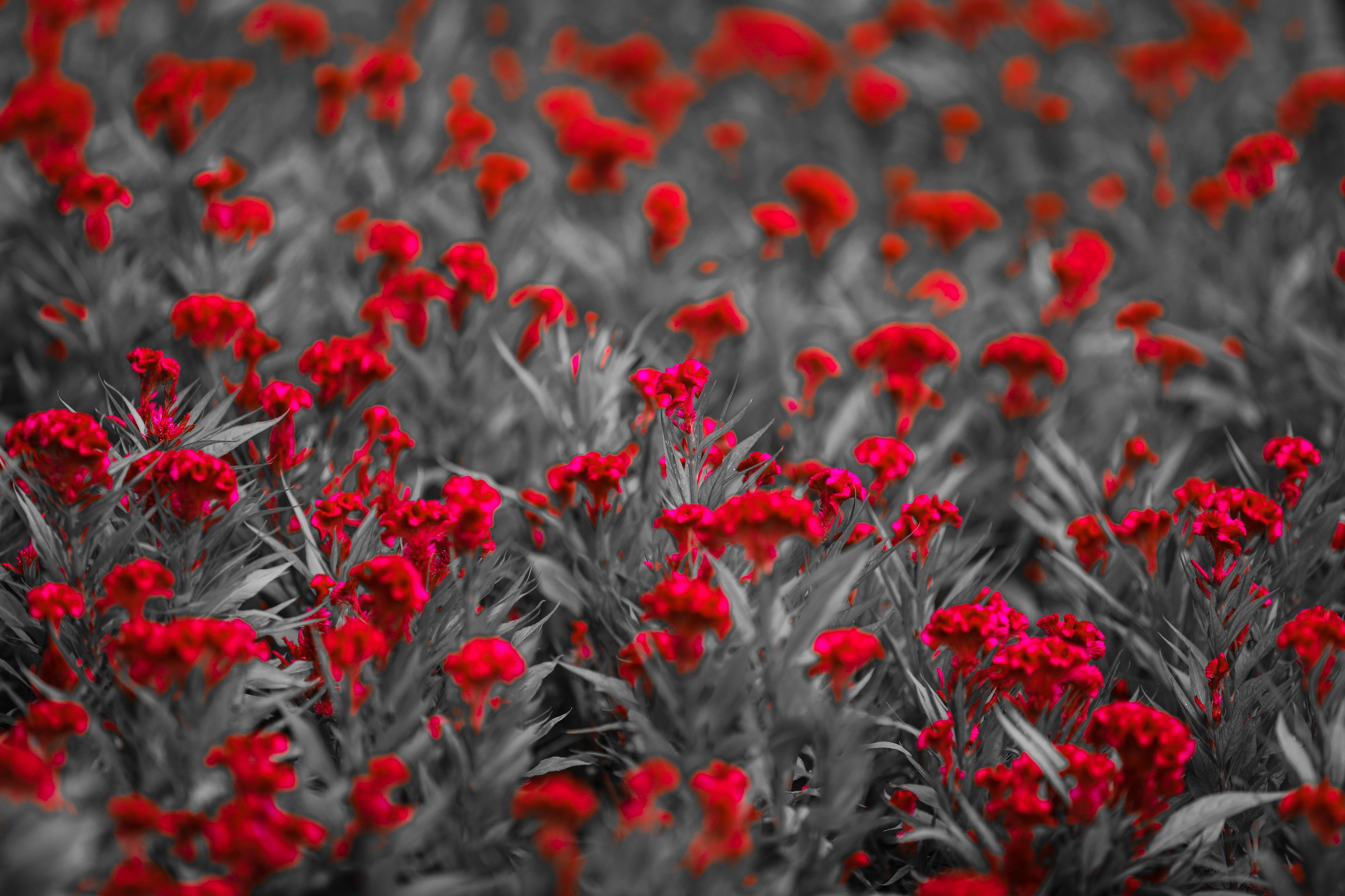 Selective Color Photography of Flowers · Free Stock Photo