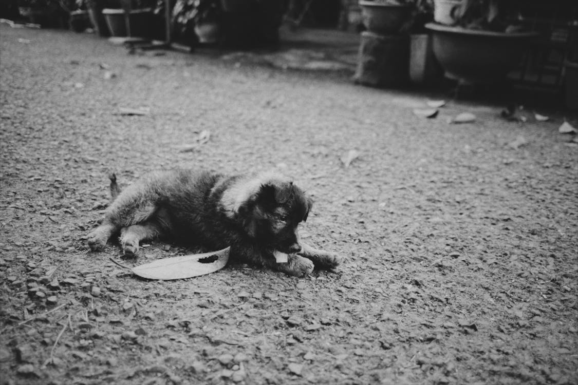 Black and white of small homeless puppy lying on ground near leafs while chewing on street in daytime