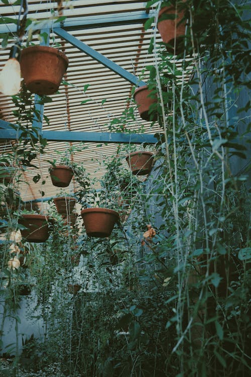 Green plants hanging and growing in pots in light greenhouse with lamps in daytime