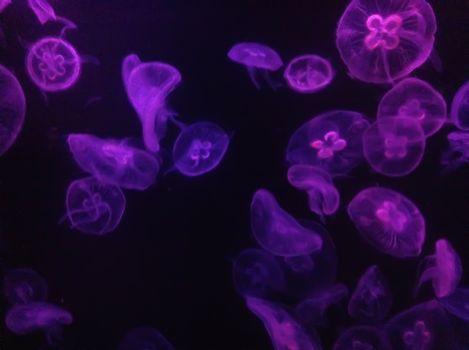 在海洋的黑暗中，飘渺的霓虹灯紫色水母优雅地漂流，展示着令人着迷的灯光