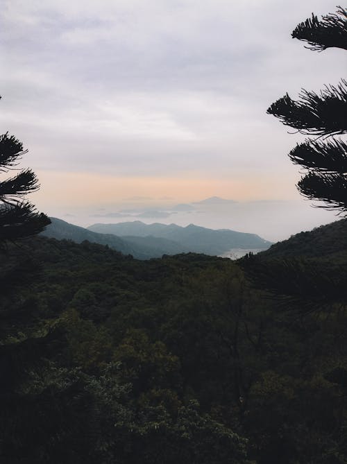 Fotos de stock gratuitas de árboles verdes, bosque, foto con dron