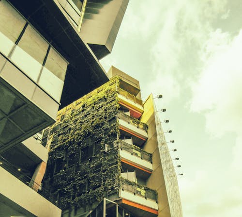 Fotos de stock gratuitas de edificio de apartamentos, luz de día, plantas en la pared