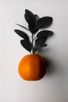Top view of fresh bright ripe whole orange with green leaves on white background in light studio during harvest season