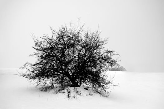 布拉格冬季宁静的风景中，一棵独树矗立在雪地里的黑白图像